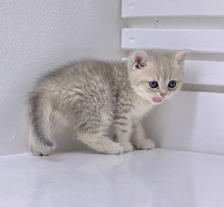 Котики британские ГолУбоЕ зоЛотО