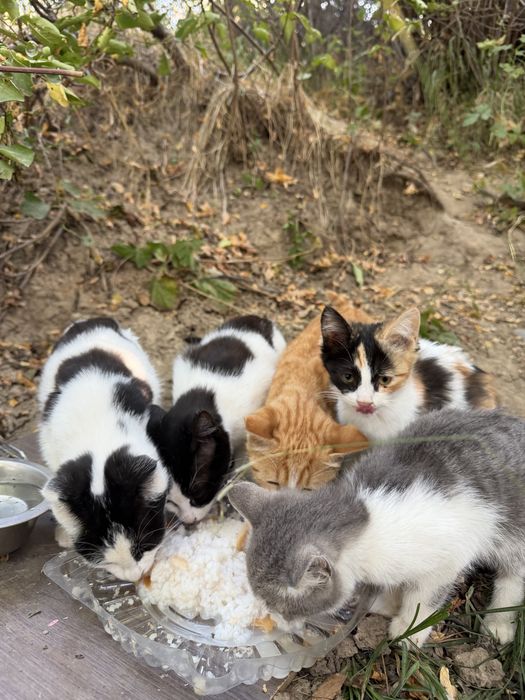 Котята ищут дом!!