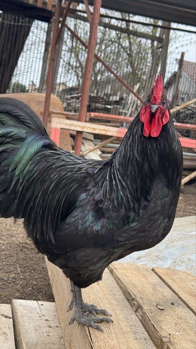 Cocos australorp de vanzare