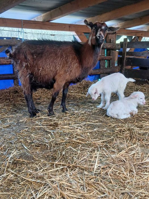 Capre metisi boer saanen cu iezi !