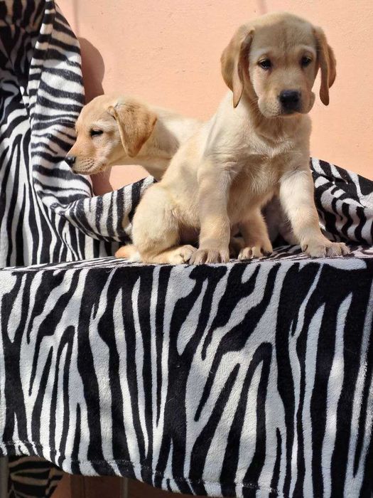 Продажа собак и щенков