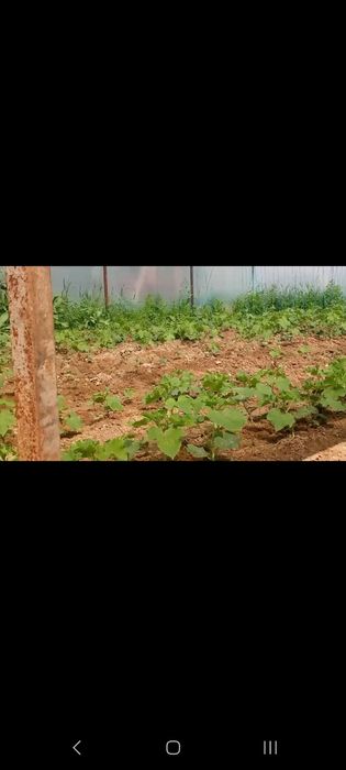 Ишончли помидор ва бодиринг кучатлари