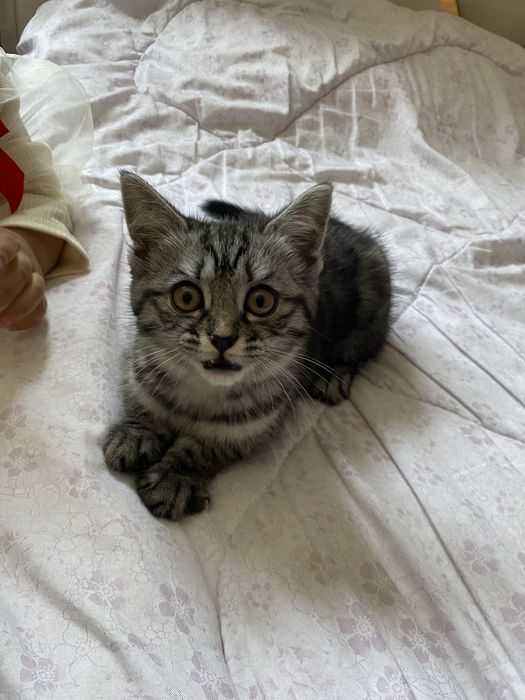 Домашний Кошка!!