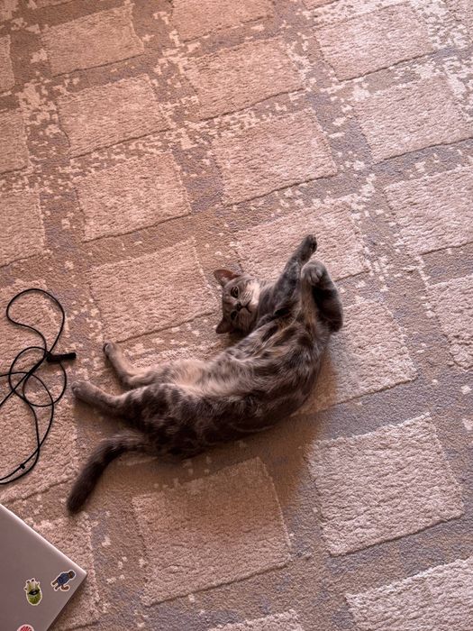 Отдадим котика, бесплатно.
