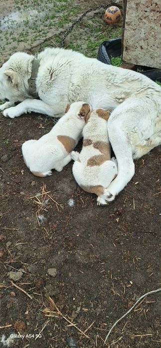 Алабай күшік сатылады. Алабай.