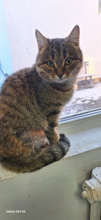 Красивая кошка в добрые руки