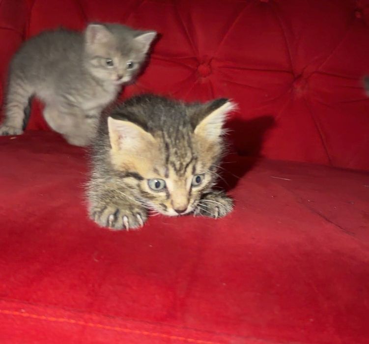 Отдам котят в хорошие руки