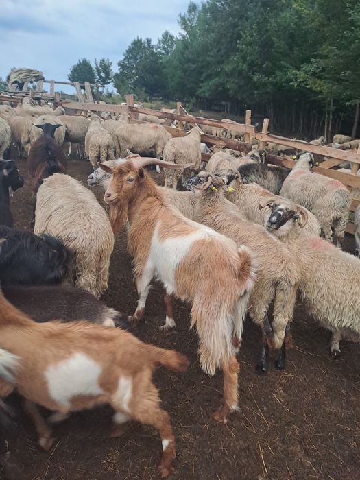 Vând 4 țapi pt montă