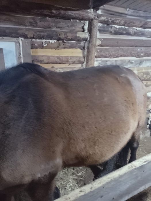 Продам лошадь бие