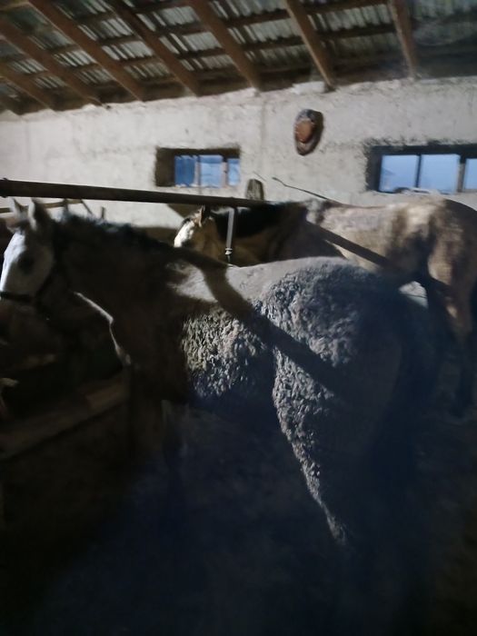 Жабағы Гарантия есть