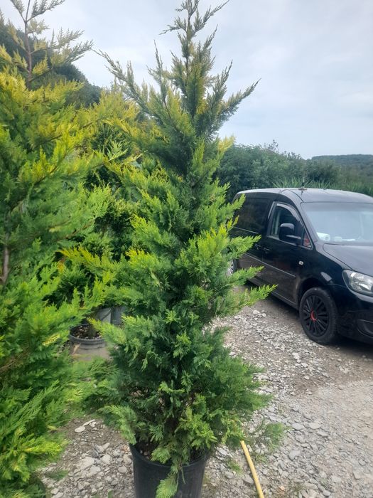 Copaci de vanzare Mesteacăn  Tei Platan Leylandii