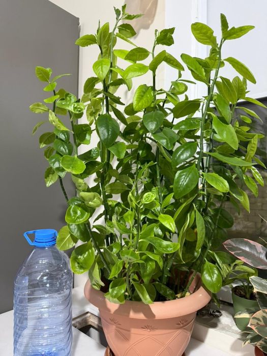 Продам домашний цветок