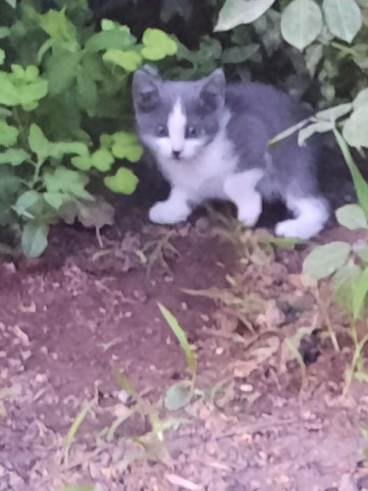 Котята 2 ух месячные