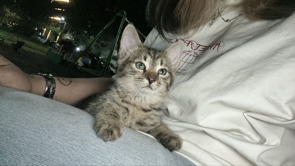 котенок мальчик
