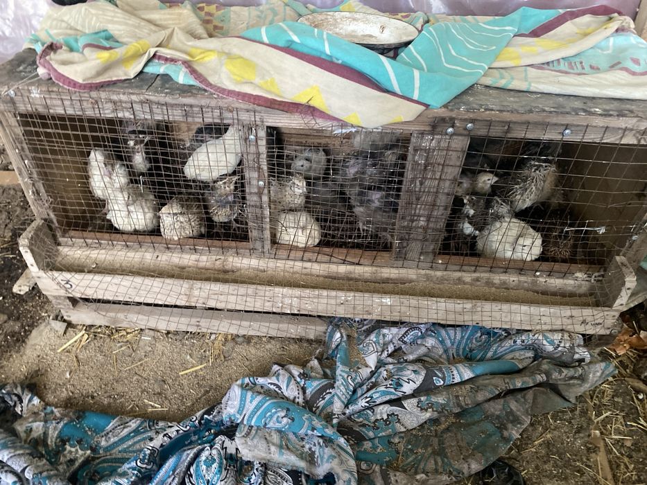 продаются перепелки несушки