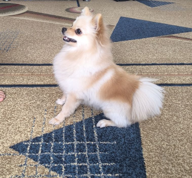 Собака домашний Шпиц японский