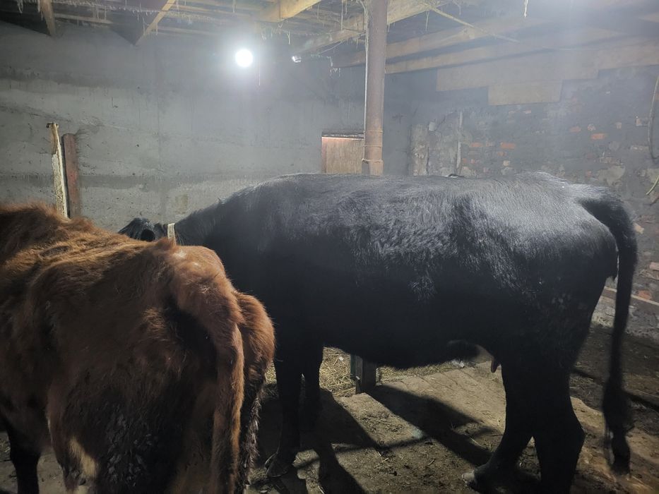 Ангус 5лет без теленка