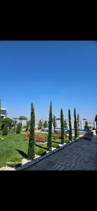 Vindem cupressus sempervirens calitate extra