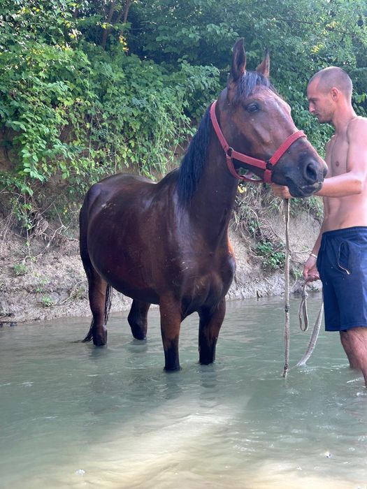 Vând iapa de 2 ani