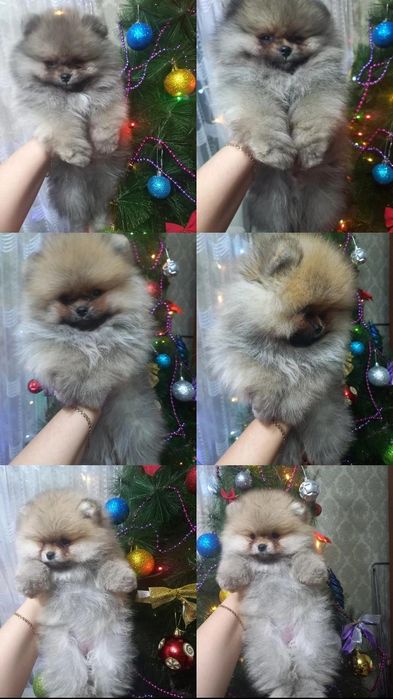 Продаются шикарные шпицы