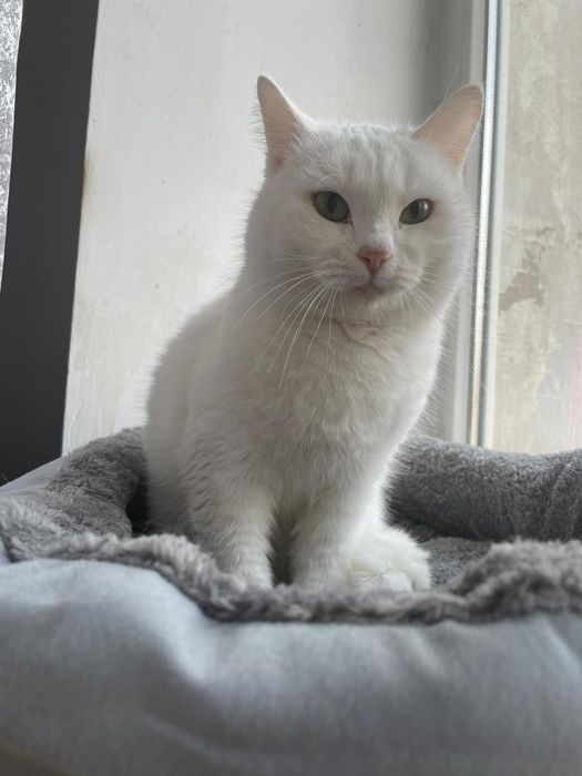 Бесплатно кошечка