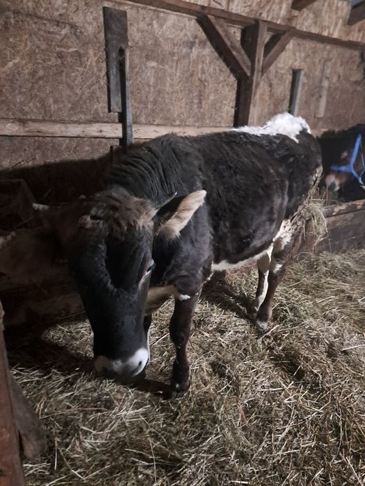 Vând vitea de ținut