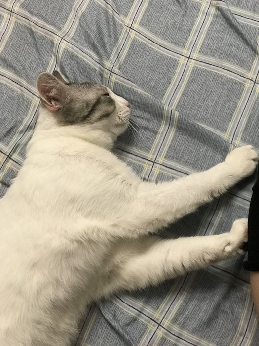 Отдам в добрые двух котов,