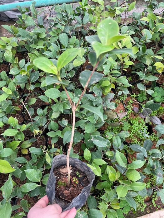 Камелия японская микс