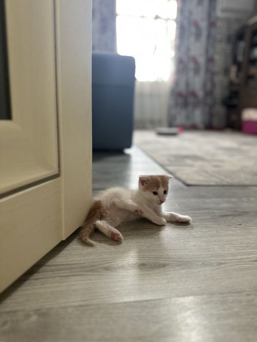 В добрые руки котятки