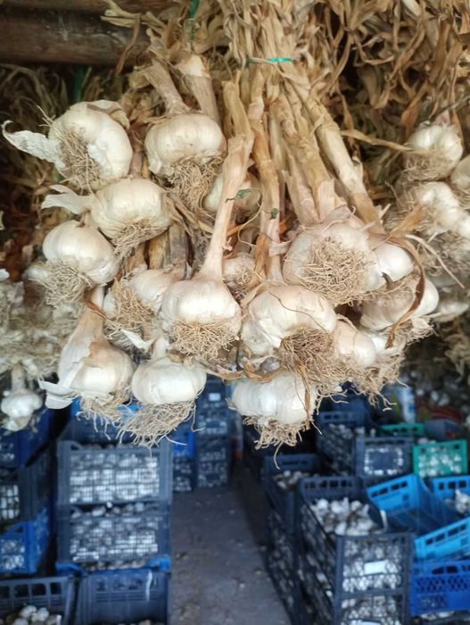 Продавам български чесън за семена и консумация.