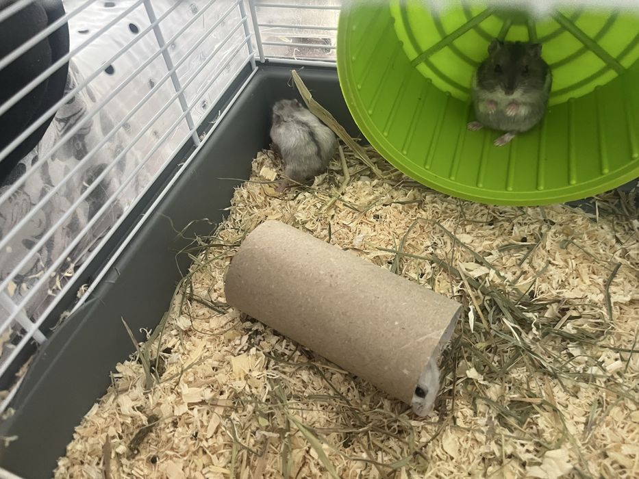 vand hamsteri,4 albi unul gri