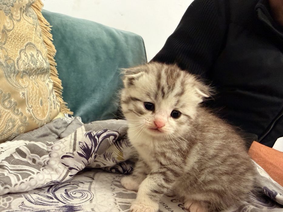 Котята,1месяцев
