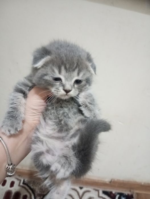 Продаются вислоухие котята скоттиш фолд 500000 тысяч сум