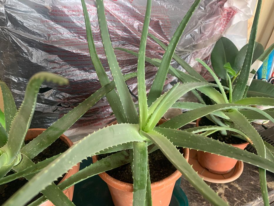 Растения алое вера алоэ