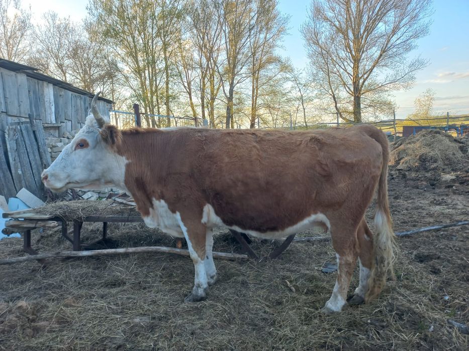 Продам корову на мясо