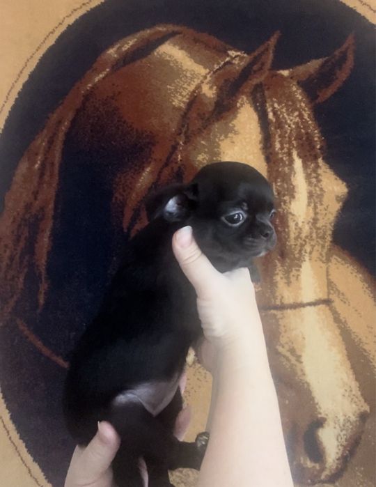ЧИХУАХУА щенки, 2 месяца
