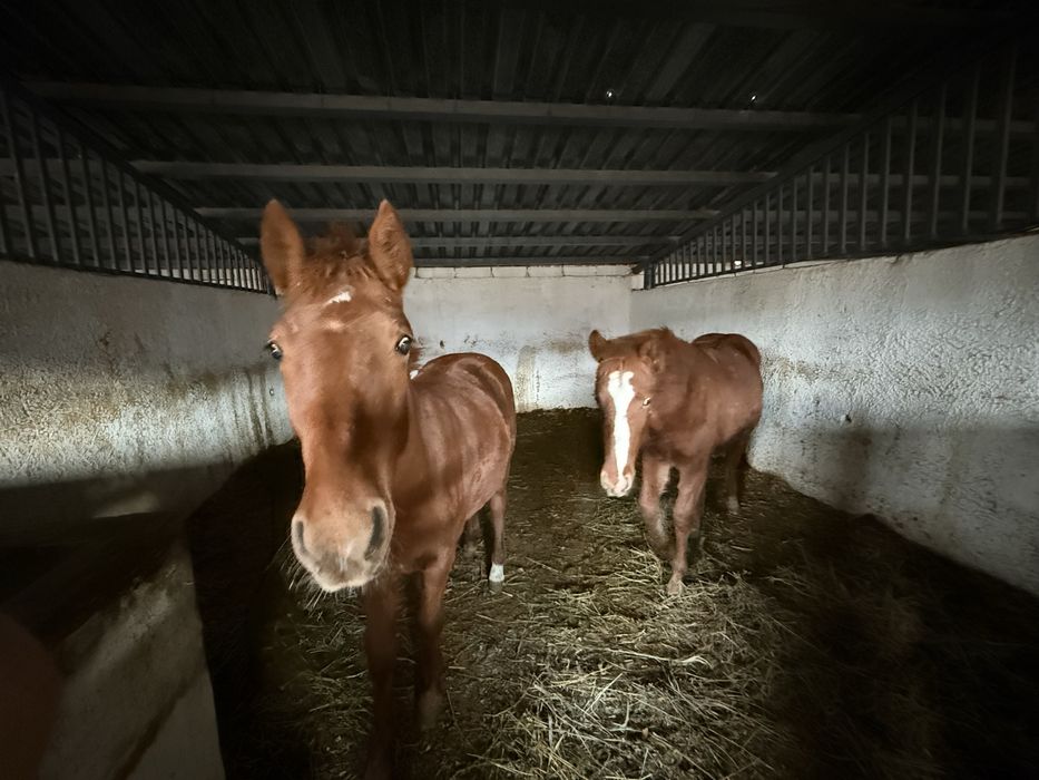 Продам Молодых Кабыл