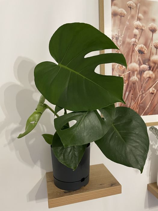 Monstera Deliciosa 60 cm , Plante verzi