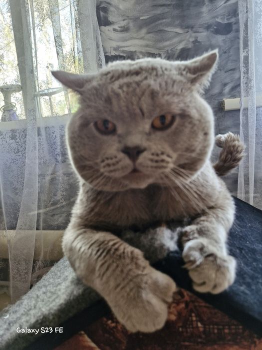 Британские котята