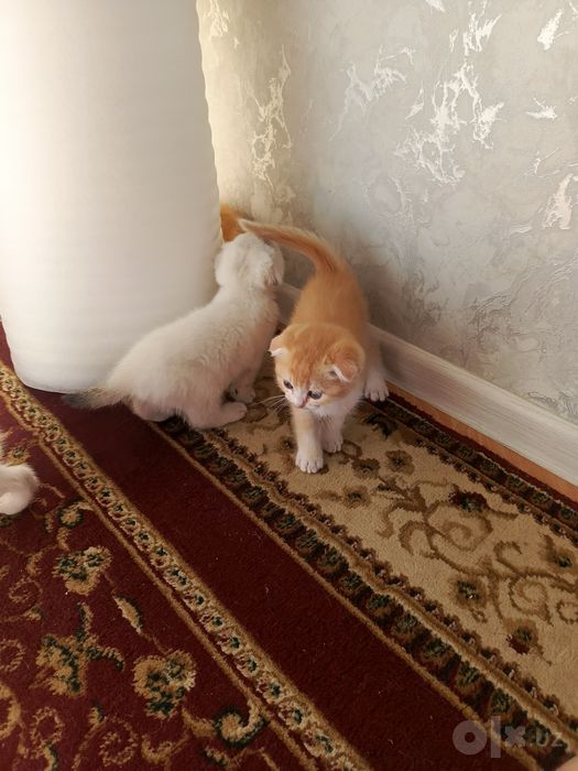 Шотландские вислоухие котята