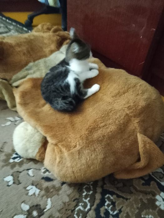 Отдам кошечку в добрые руки