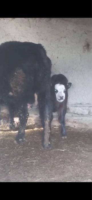 Simental angus  bugoz mollar sotiladi