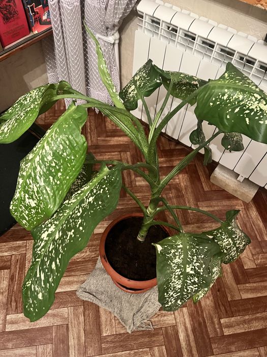 Диффенбахия каждая 6000 и 8.000