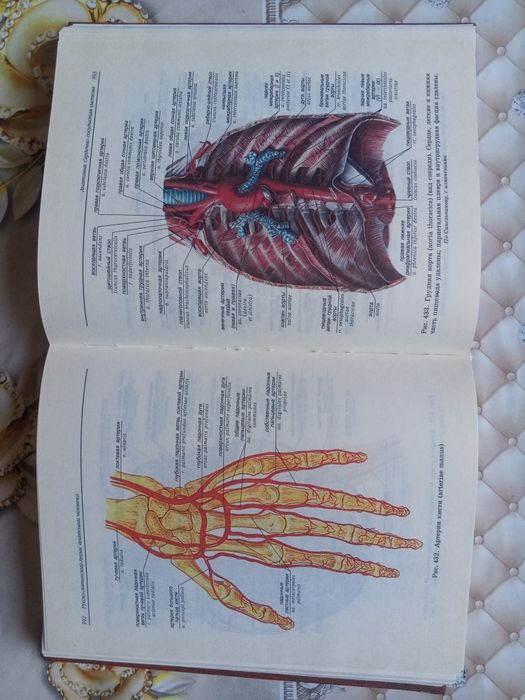 Анатомия человека сотилади