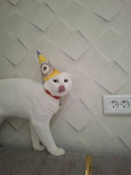 Вязка Кот опытный Симба