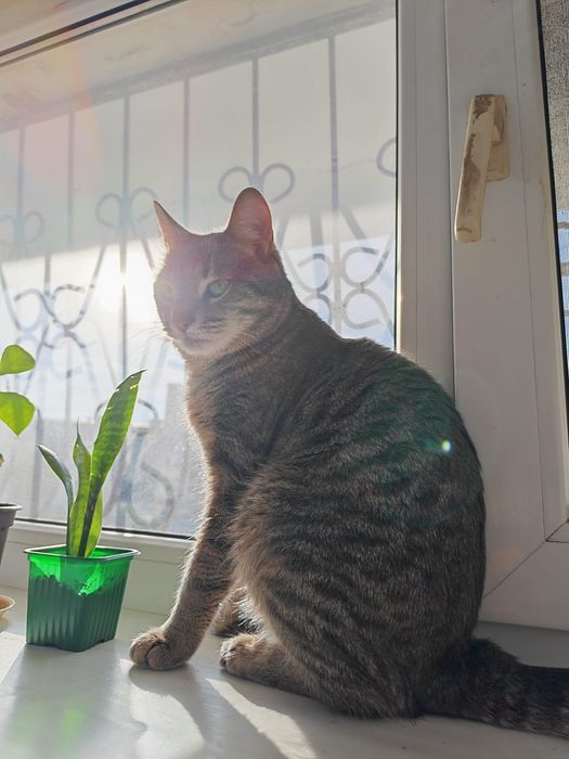 Отдадим кота бесплатно