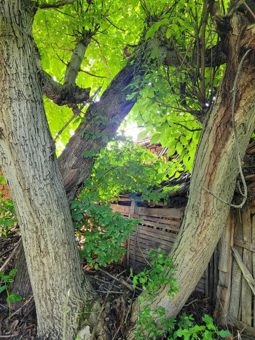 Орех за самостоятелно рязане