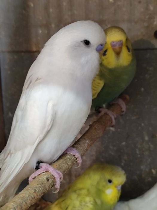 Peruși ,pui și tineret