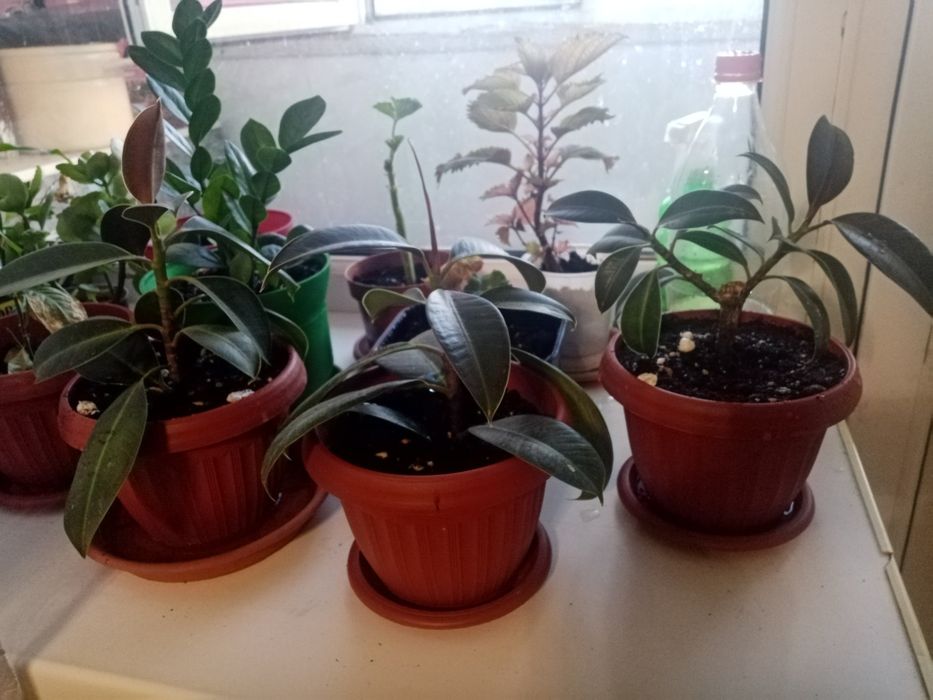 Продам фикус домашний