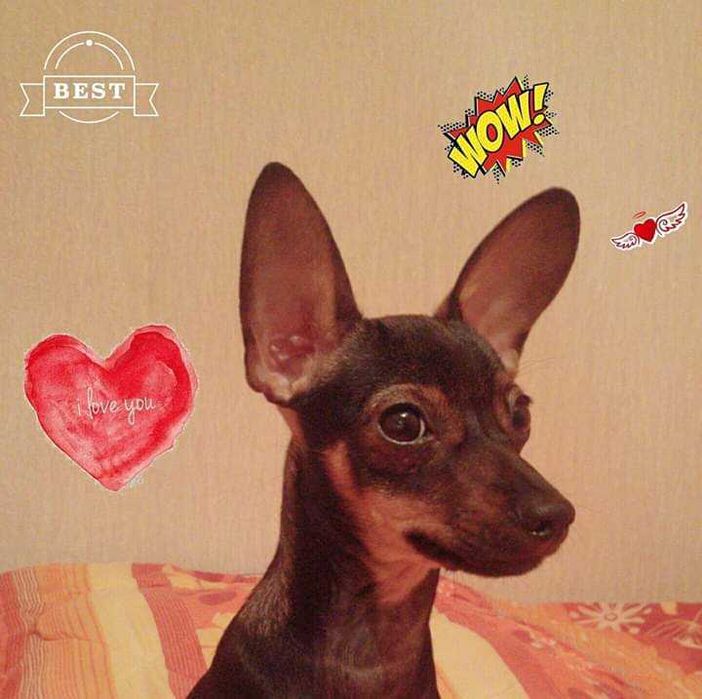 Пропала собачка вознаграждение